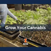 Grow Your Cannabis